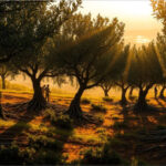 La referencia anafórica en las cartas paulinas